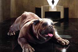 Loading Inhumans Pics 2 -  ����� ���� 2 ������ Inhumans ...