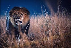 Loading Zoo Pics 5 -  ����� ���� 5 ������ Zoo ...